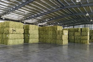 Se exportaron casi 170.000 toneladas de un cultivo muy demandado en Medio Oriente y Asia