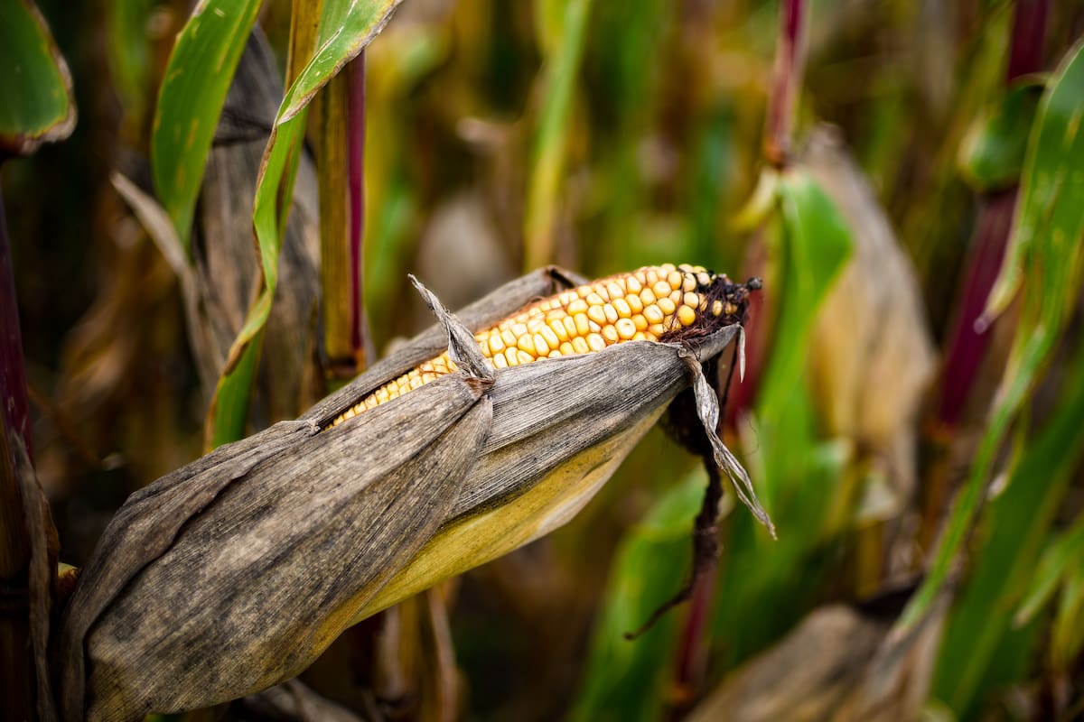 Córdoba es la mayor productora de maíz del país.
