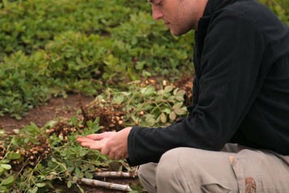 Córdoba es la principal provincia productora del cultivo de maní