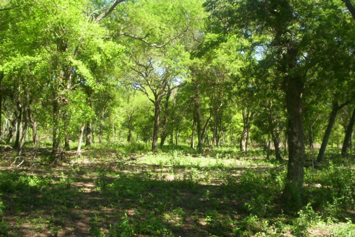 Córdoba tratará este año una nueva regulación sobre los bosques nativos