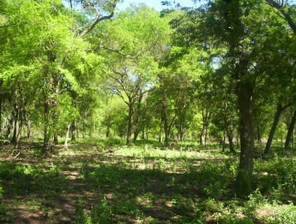 Ya hace unas semanas, desde el Consejo Federal de Medio Ambiente (Cofema) alertaron sobre la necesidad de “defender y reforzar la importancia de mantener el fideicomiso”