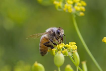 Córdoba: un hombre murió luego de ser atacado por un enjambre de abejas