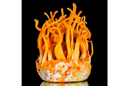 Cordyceps militaris se usa para fortalecer el sistema inmunológico y mantener un equilibrio saludable