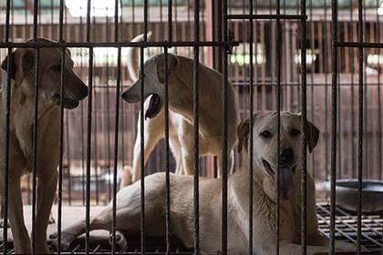 Corea del Sur y China son las únicas grandes economías del mundo que aún consumen carne canina