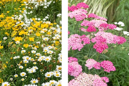 Coreopsis grandiflora y Leucanthemum vulgare (foto izquierda); Achillea millefolium ‘Pink Grapefruit’ (foto derecha).
