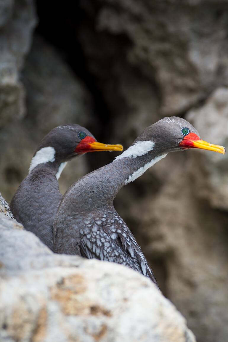 Cormoranes grises en Ría Deseado