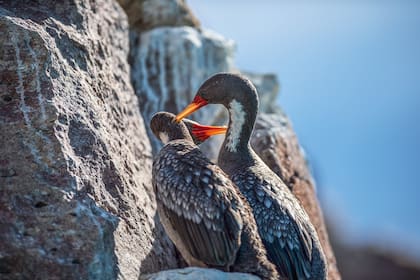 Cormoranes grises, ría Deseado