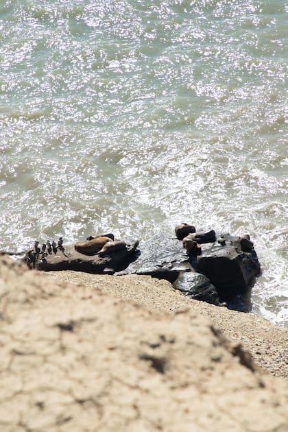 Cormoranes y lobos marinos en el circuito costero.