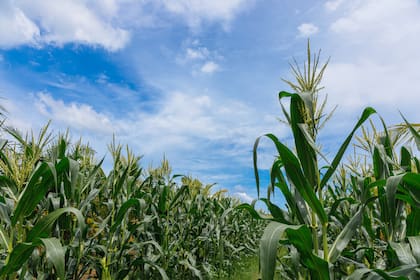 corn field in the corn field on the tree late sky