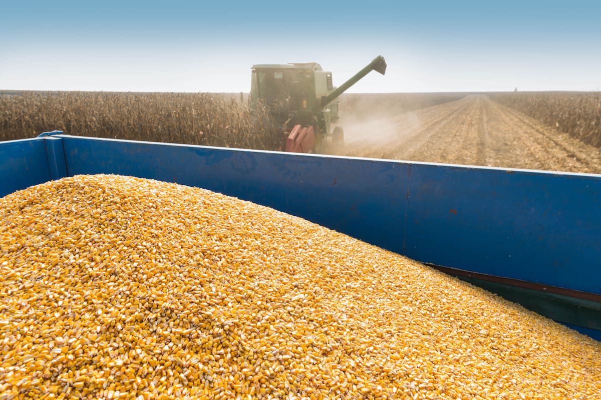 corn harvest on a farmland