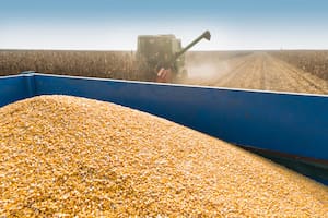 corn harvest on a farmland