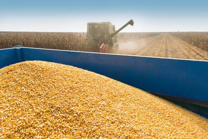 corn harvest on a farmland