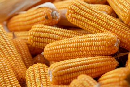 También es buena época para los choclos, que están muy dulces