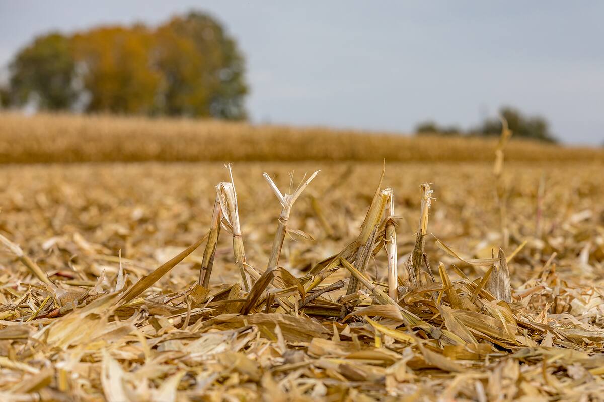 Cornfield after corn harvest with stubble, debris, and trash laying in field with standing mature corn in background. Sunny fall day during delayed harvest season in Illinois