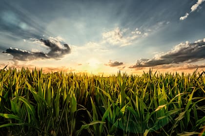 Cornfield in the Sunset - with Lense Flare Effect