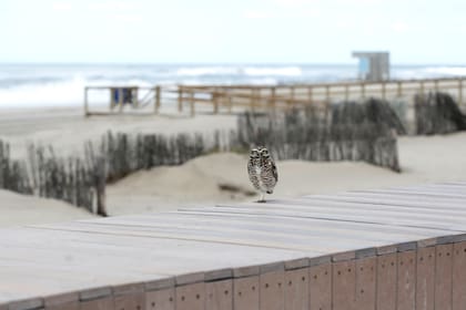 Un búho descansa en una playa de la ciudad turística Pinamar, Argentina