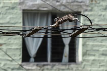 Un Tamarin marrón plateado o un mono titi gris camina libremente en Medellín, Colombia