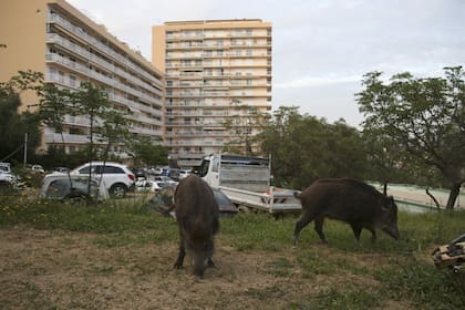 Los jabalíes ahora comen la hierba en un jardín cerca de edificios residenciales en Ajaccio, en la isla mediterránea francesa de Córcega