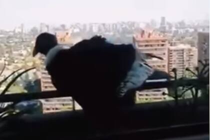 Un cóndor se posa en la baranda de un balcón en pleno centro de la ciudad de Mendoza, Argentina