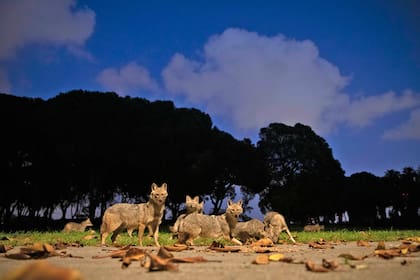 Un grupo de chacales come alimento para perros que les dejó una mujer en el Parque Hayarkon en Tel Aviv, Israel