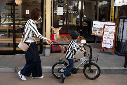 Un ciervo camina por las veredas de Nara, Japón
