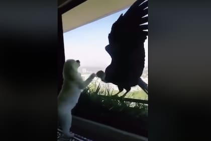 Un cóndor se posa en la baranda de un balcón en pleno centro de la ciudad de Mendoza, Argentina