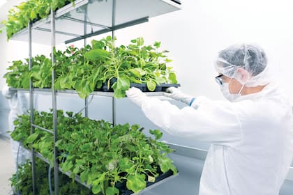 El producto de Medicago se desarrolla a partir de plantas