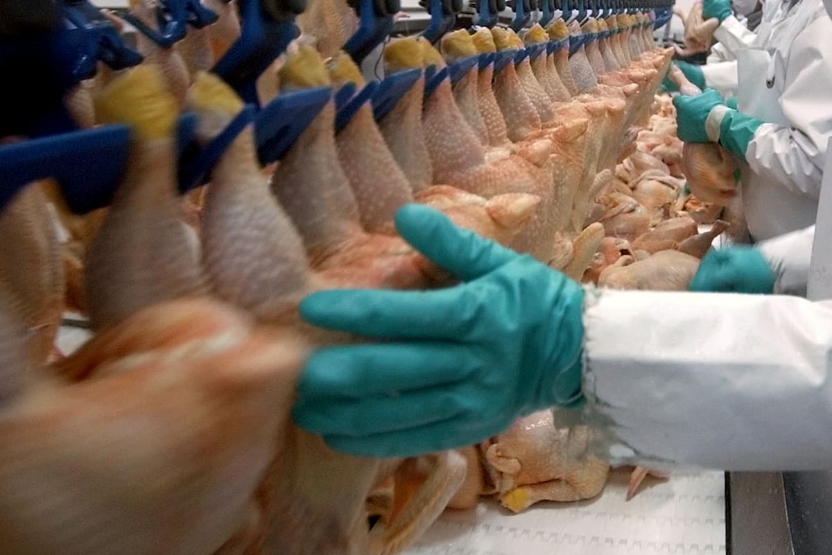 Coronavirus. Descubren Covid-19 en pollo brasileño importado en China