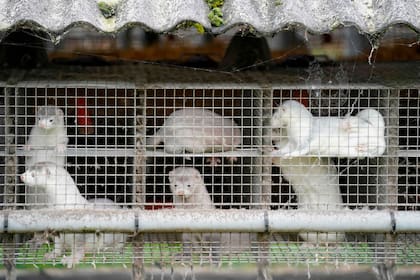 Dinamarca es la mayor productora de piel de visón del mundo, por lo que la matanza significó también para el país un desastre en materia económica