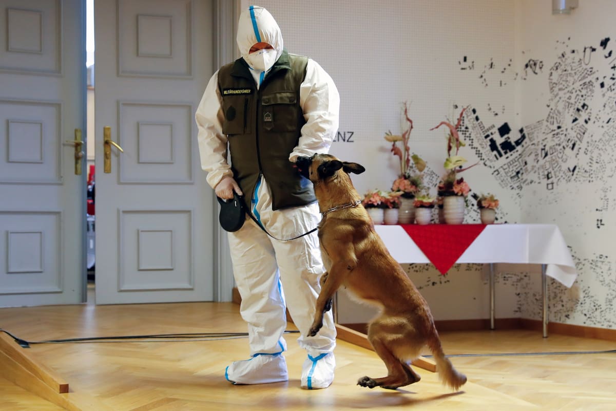 Coronavirus: Fantasy, la perra que detecta en Austria los positivos de Covid-19