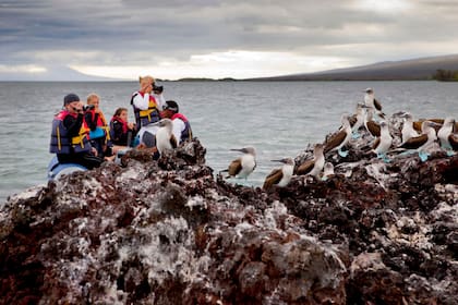Coronavirus. Galápagos: la joya de la corona no da de comer