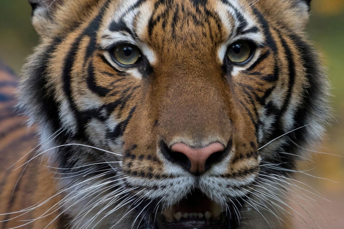 Coronavirus: Nadia, la tigresa de un zoológico de Nueva York que está infectada