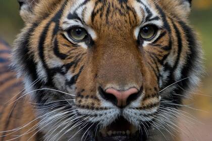 Coronavirus: Nadia, la tigresa de un zoológico de Nueva York que está infectada