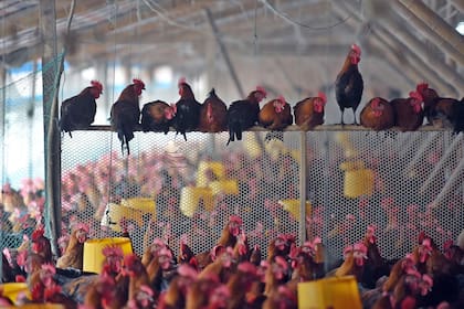 Las autoridades están preocupadas por el posible contagio de las personas