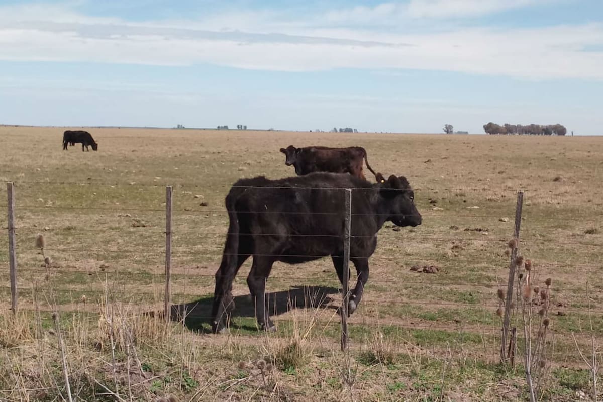 Coronel Pringles. Se resiente el estado de los animales por la falta de pasto