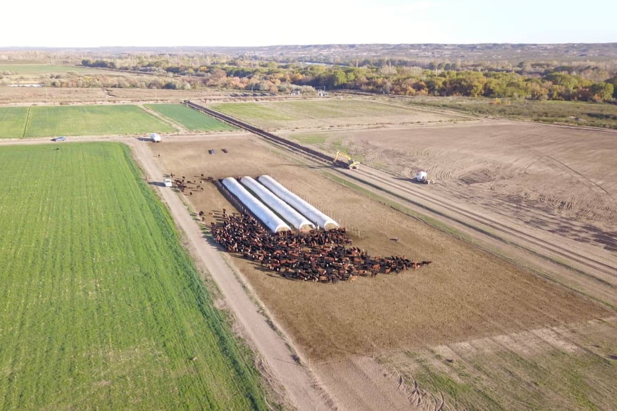 Corrales de engorde en Río Negro.