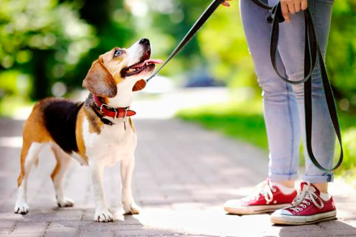 Correa corta o correa larga: cuál es la más conveniente para pasear a un perro