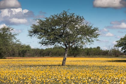 Corrientes tiene gran variedad de flora y fauna.