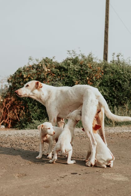 Corroborá que el interés de tu perra por los cachorros sea constante, sino, es mejor que te dirijas a un veterinario