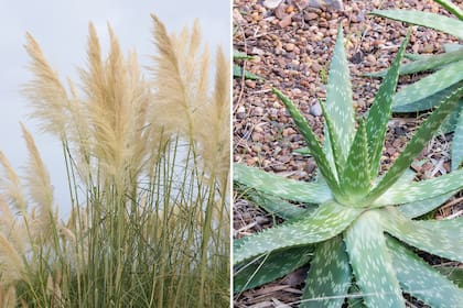 Cortadera (Cortadeira selloana), una planta nativa que alcanza los tres metros. El Aloe vera es una suculenta que llega a medir un metro de alto.