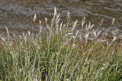 Cortaderia egmontiana (cortadera enana). Su hábitat se encuentra en el Mallín de alta montaña. Es una planta perenne cespitosa, de hojas densas y cortantes. Posee sedosas panojas violáceas, de 60 cm de altura. Florece en el verano.