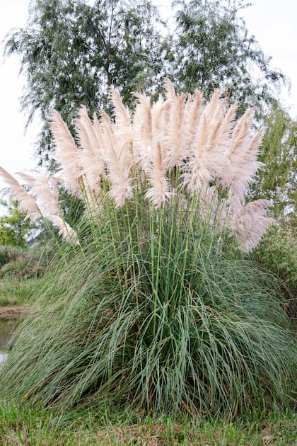 Cortaderia selloana, ideal para jardines amplios y lugares fuera del paso, ya que sus hojas contienen cristales de silice