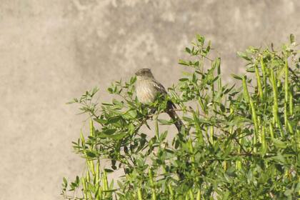 Cortarramas (Phytotoma rutila) comiendo brotes del sen del campo.