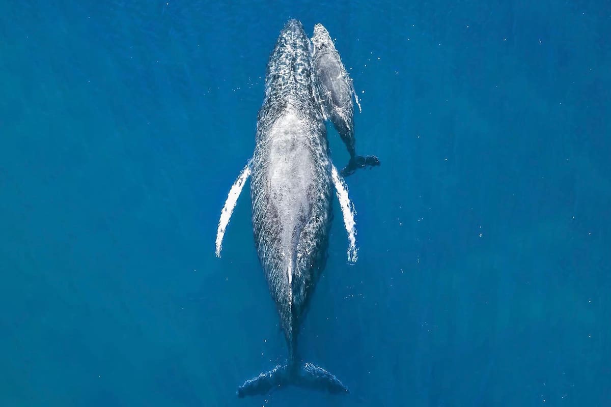 Corte de la foto ganadora que muestra a una ballena jorobada junto a su cría en un momento clave