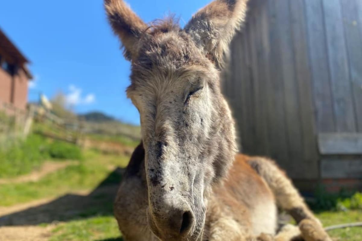 Cortesía de Fundación Santuario Gaia
(Fuente: The Epoch Times en español)