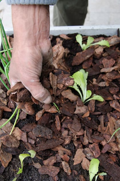 Cortezas de pino o chips protegen a las plantas de la deshidratación.