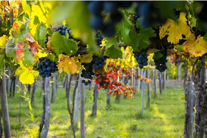 Cosecha de 2021 en los viñedos Trina. Los pájaros estimulan a la planta para que produzca frutas más sabrosas y atractivas.