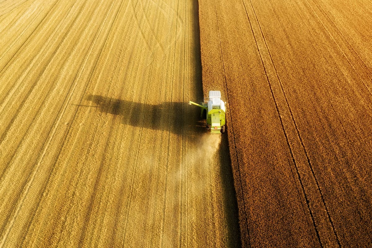 Cosecha de trigo
