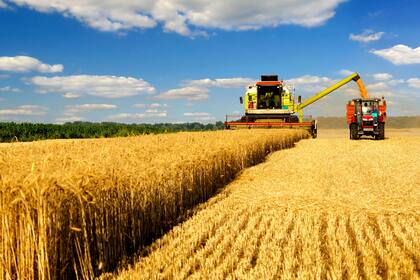 Cosecha de trigo