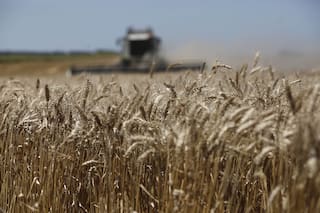 Por temor. Se dispara el registro de exportaciones de trigo y maíz 20/21